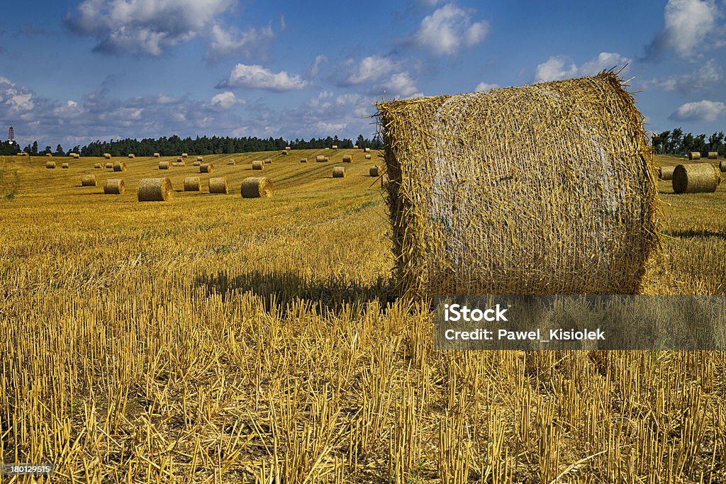 Golden Feno fardos em polaco natureza - Royalty-free Agricultura Foto de stock