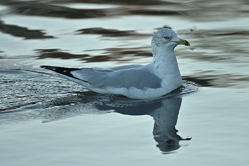 Backlit ring-billed gull in winter plumage swimming in Bantam Lake, Connecticut