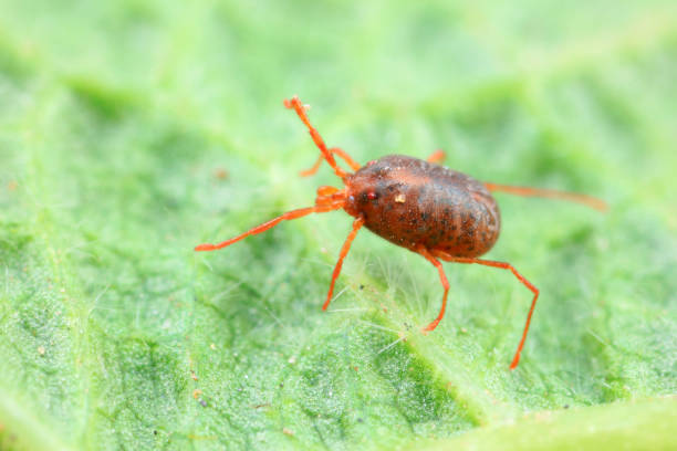 istock A tick mite in green leaves, North China 1801309780