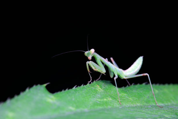 istock Mantis inhabits wild plants in North China 1801312340