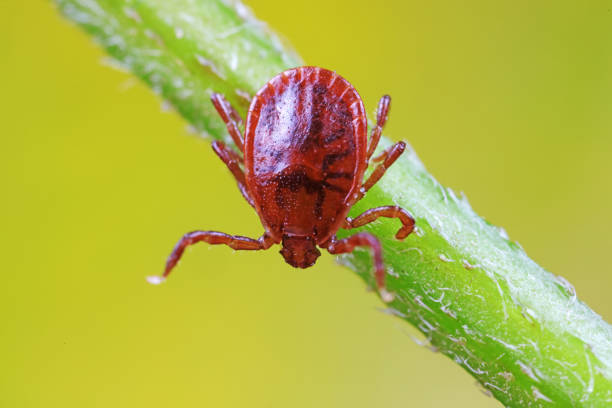 istock Ticks live on wild plants in the North China Plain 1801313398