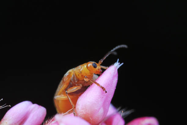 Leaf beetles inhabit wild plants in North China