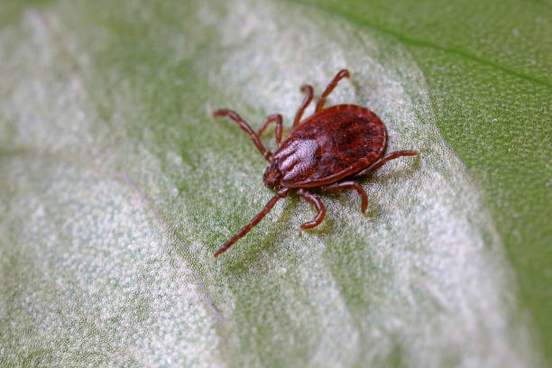 istock Ticks live on wild plants in the North China Plain 1801313911
