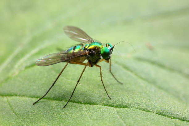 istock A tabanid perches on a green leaf in North China 1801314553