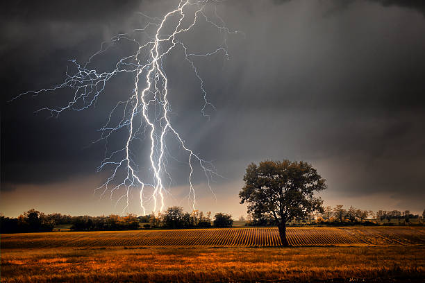 lightning su campo - lonely tree immagine foto e immagini stock