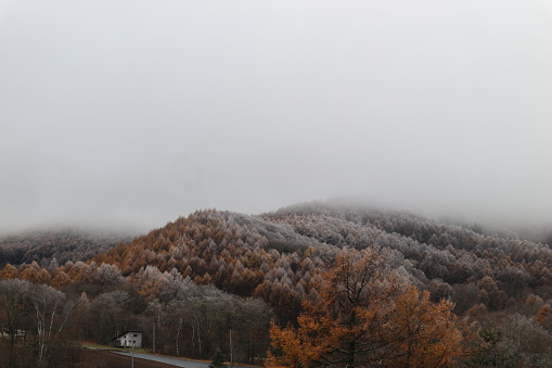 Mountain and Autumn  beautiful leave on a snowy day in Nagano Prefecture, Japan