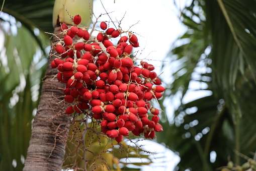 Christmas Tree Palm with Red Fruit