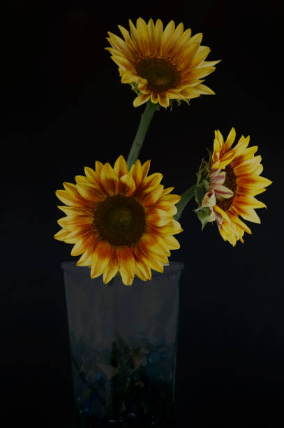 Sunflowers in the Shadows stock photo