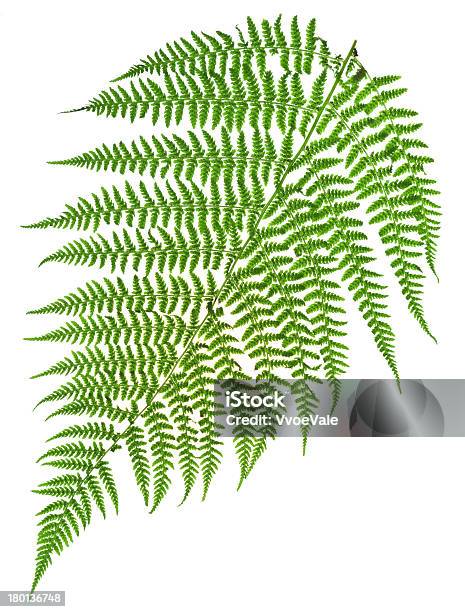 Símbolo De Espiga De Helecho Verde Foto de stock y más banco de imágenes de Helecho - Helecho, Rama - Parte de planta, Blanco - Color
