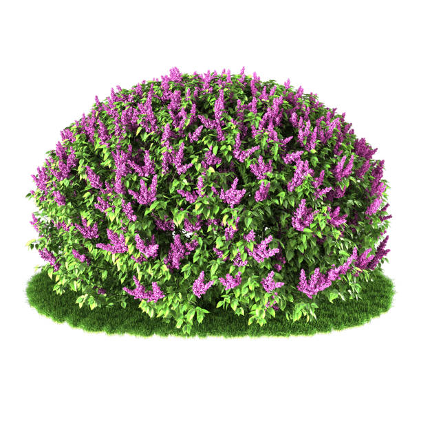 istock Flower plants in the garden. High quality 3D rendering results. 1801373017