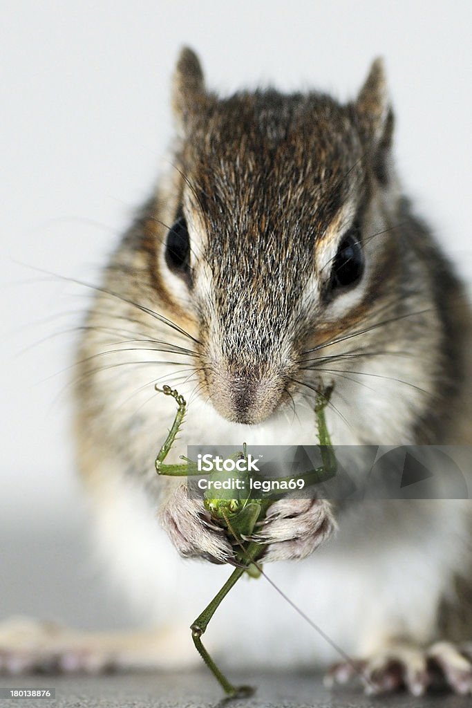 Ardilla listada - Foto de stock de Alimentar libre de derechos