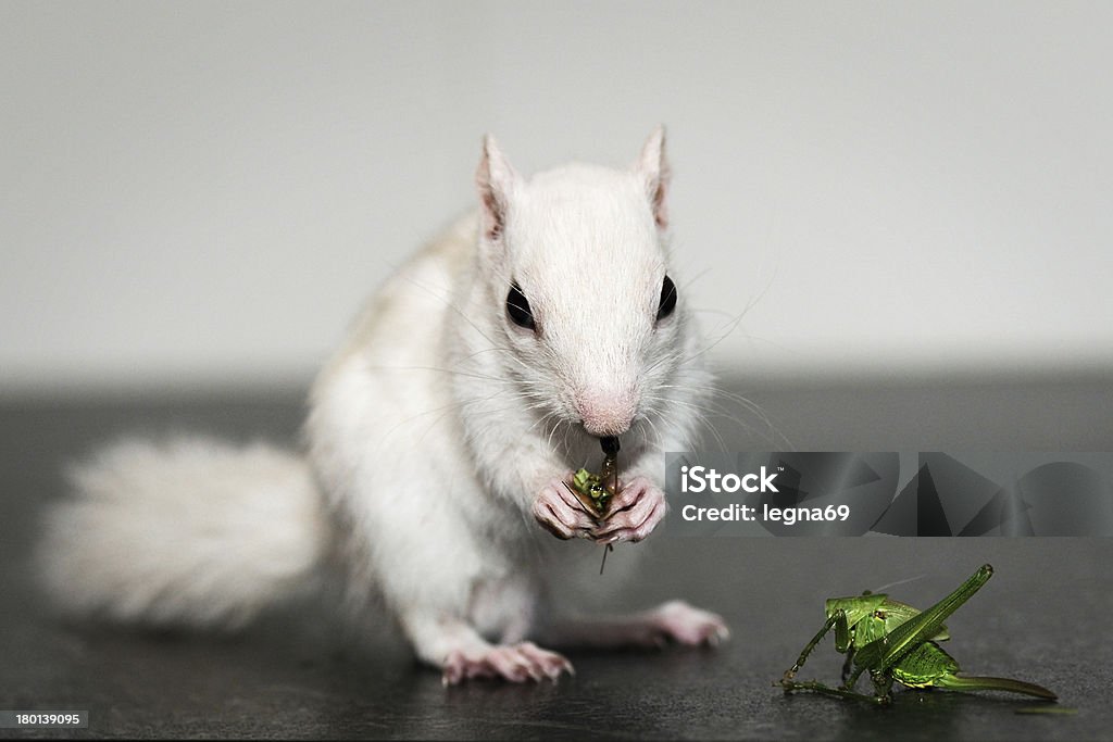 White chipmunk White chipmunk heat gasshopper Albino Stock Photo