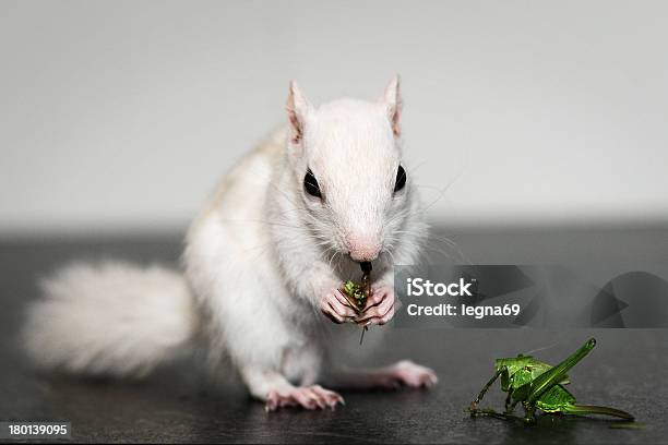 White Chipmunk Stock Photo - Download Image Now - Albino, Animal, Beauty In Nature