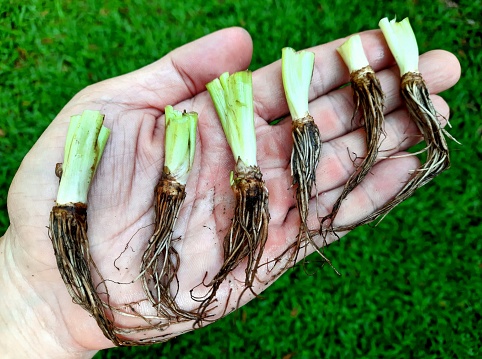 Parsley roots on hand - vegetable gardening.