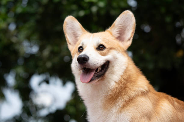 istock Corgi dog on the grass in summer sunny day 1801415443
