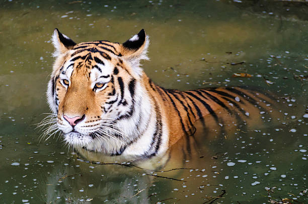 istock Tiger in the water 180141711