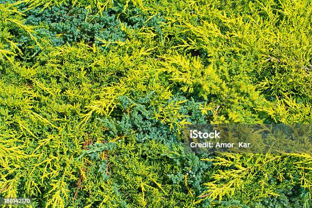 Photo libre de droit de Juniper banque d'images et plus d'images libres de droit de Arbre - Arbre, Arbre à feuilles persistantes, Branche - Partie d'une plante