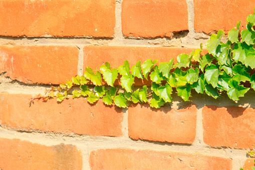 green ivy on the red wall, closeup of photo