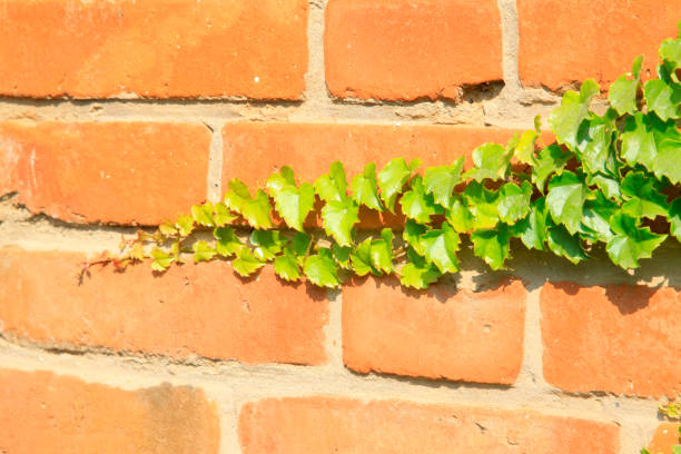 green ivy on the red wall green ivy on the red wall, closeup of photo Boston Ivy stock pictures, royalty-free photos & images