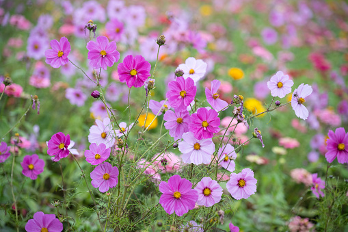 Cosmos flower blooming beautiful in garden with green background at countryside, Thailand