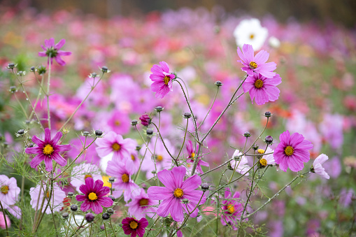 Blooming cosmos