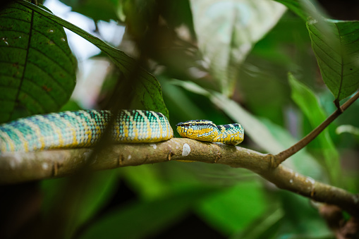 Sumatran pit viper on the tree in Gunung Leuser National Park in North Sumatra, Indonesia