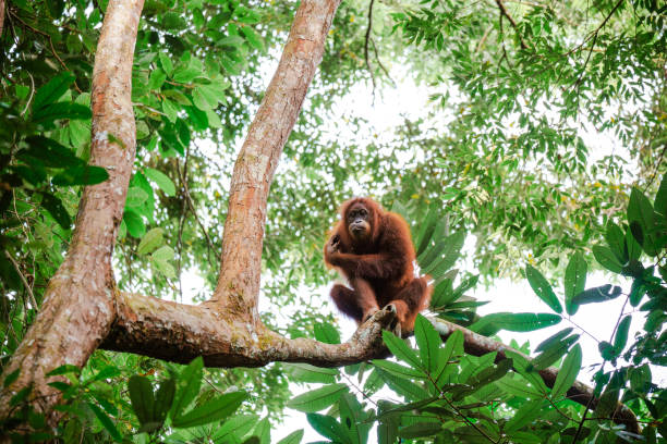 Young female orangutang on the tree in North Sumtra jungles