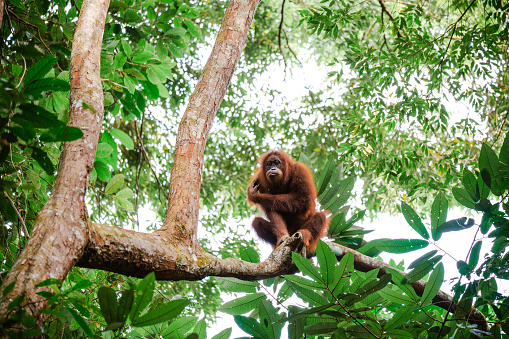 Young female orangutang on the tree in North Sumtra jungles in Indonesia
