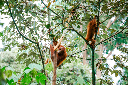 Two baby orangutang playing with each other in the jungles of North Sumatra, Indonesia
