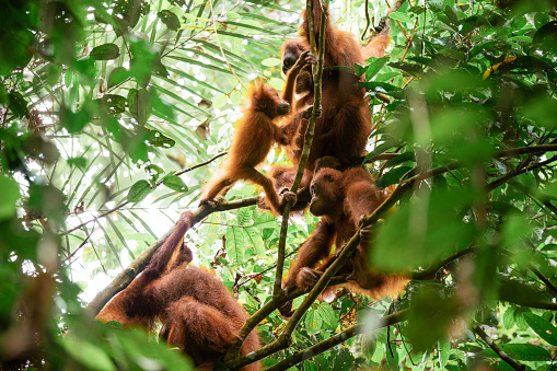 Group of wild orangutangs sitting on the tree in the jungles of North Sumatra, Indonesia