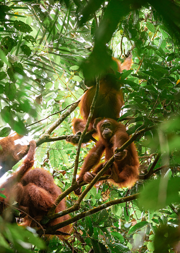 Proboscis monkey clan sitting in a tree-top at the kinabatangan wildlife sanctuary as the sun goes down