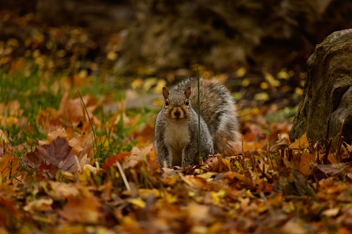 A red squirrel takes an afternoon break in the boreal forest.