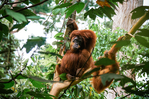 Mother orangutang nurturing her baby in the forest of North Sumatra in the wilderness