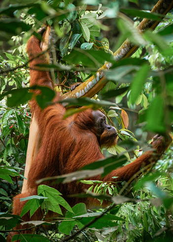 Young female orangutang on the tree in North Sumtra jungles in Indonesia