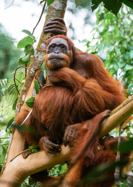 북수마트라 숲에서 새끼 오랑우탕을 키우고 있는 어미 오랑우탕 - young animal orangutan mother ape 뉴스 사진 이미지