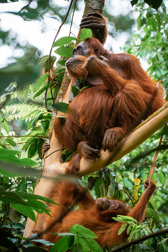 Mother orangutang nurturing her baby in the forest of North Sumatra in the wilderness