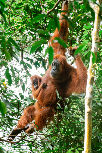 Female orangutan with her baby in the rainforest of island Borneo, Malaysia, close up. Orangutan mom and baby in nature