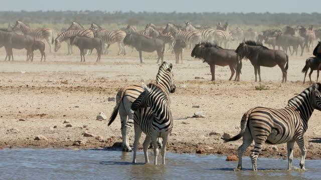 Herd of plains zebras and blue wildebeest at a dusty waterhole, Etosha National Park, Namibia