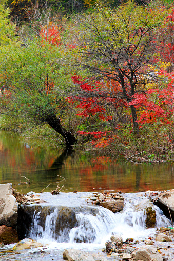 Streams and maple leaves in a scenic spot, norht china