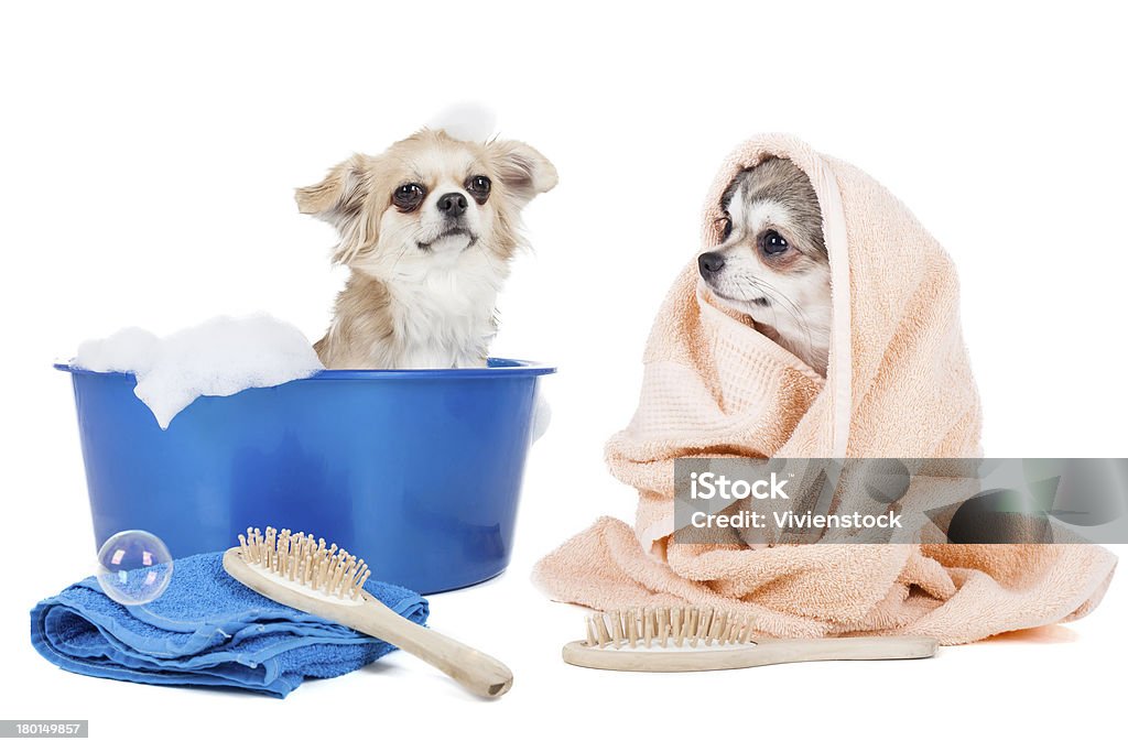 Lavar los perros - Foto de stock de Perro libre de derechos