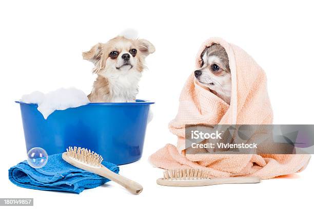 Lave A Cães - Fotografias de stock e mais imagens de Cão - Cão, Banheira, Lavar