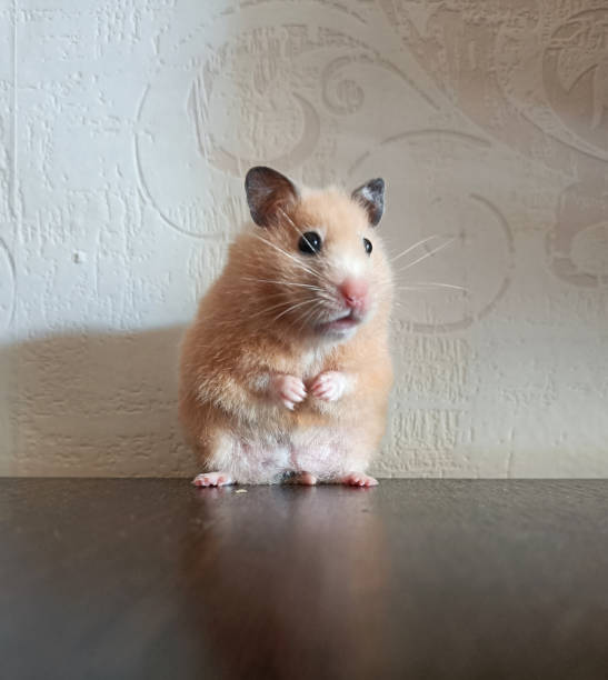 istock fluffy cute pet hamster close-up 1801498617