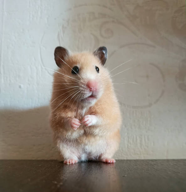 istock fluffy cute pet hamster close-up 1801498620