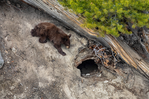 A bear cub plays outside of its den on a warm spring day at Yellowstone National Park