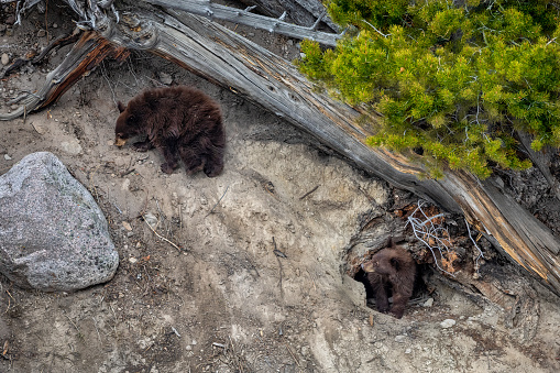 Bear cubs plays outside of their den on a warm spring day at Yellowstone National Park