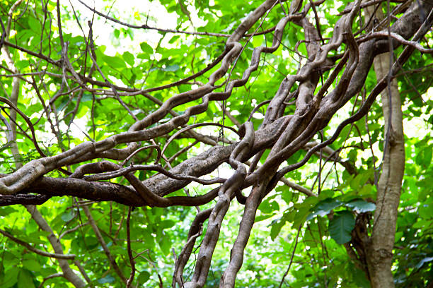 Monkey Ladder lianas (Bauhinia sp.) in tropical rain forest Thai