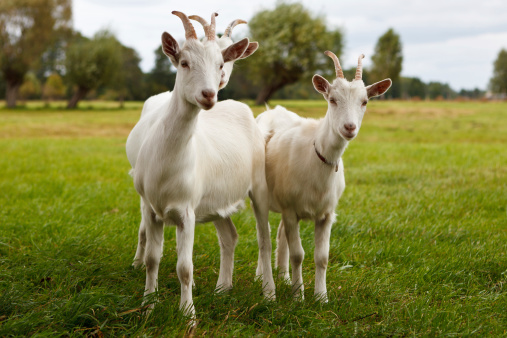 Small herd of goats grazing on grass along the Three Lochs Drive near Aberfoyle in The Trossachs, Scotland, UK