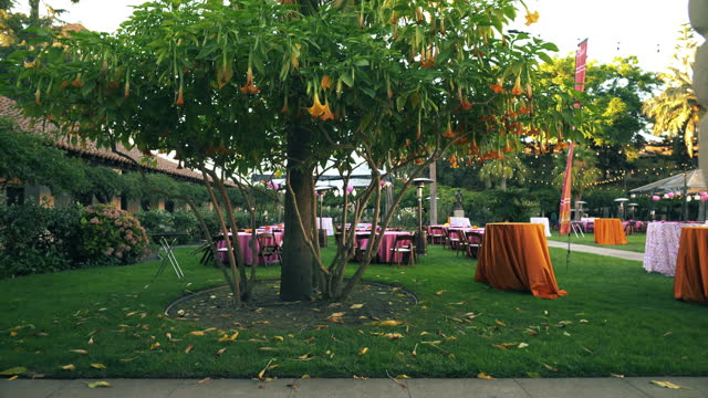 Serene Autumn Landscape: Vibrant Orange Tree in a Formal Garden