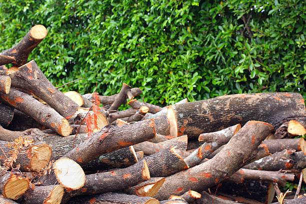 istock Pile of pine wood 180154551