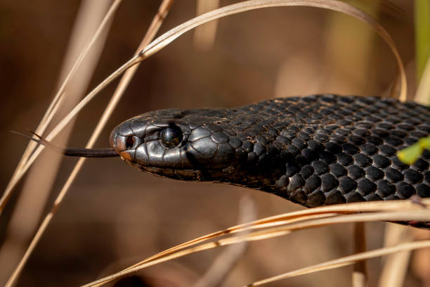 istock Red-bellied Black Snake (Pseudechis porphyriacus) Narooma, NSW, July 2023 1801546586